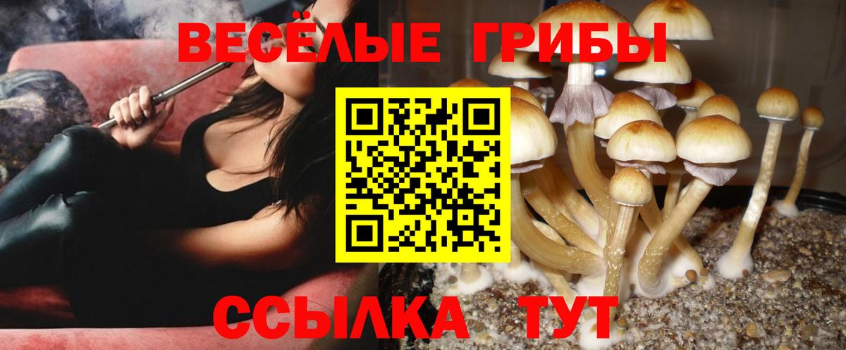 Псилоцибиновые грибы GOLDEN TEACHER  Псилоцибиновые грибы MAGIC MUSHROOMS  Вход с VPN  Ачхой-Мартан 
